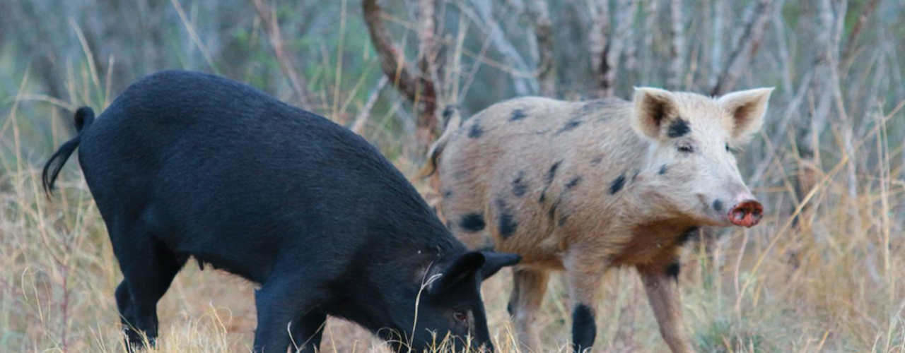 Invasive Species: Wild Boar