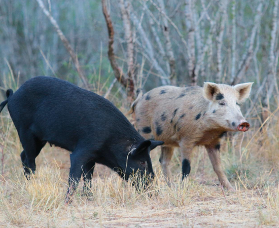 Wild Pigs_Joe Richards.png