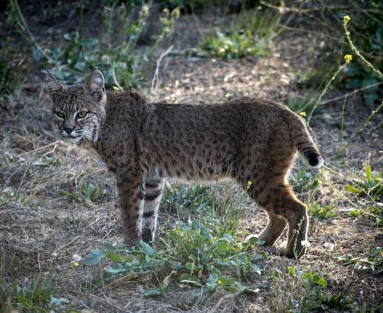 Wade Tregaskis CC BY-NC 2.0.jpg