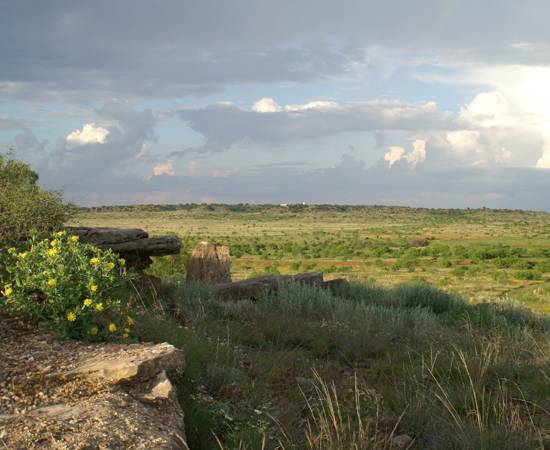 Quail Habitat_RPQRR.jpg
