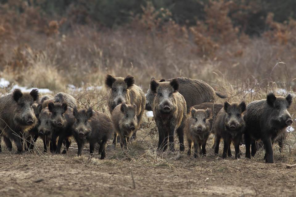 Learn the differences between wild pigs and javelinas