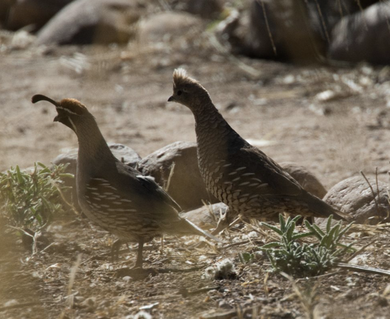Quail Newsletter (1)