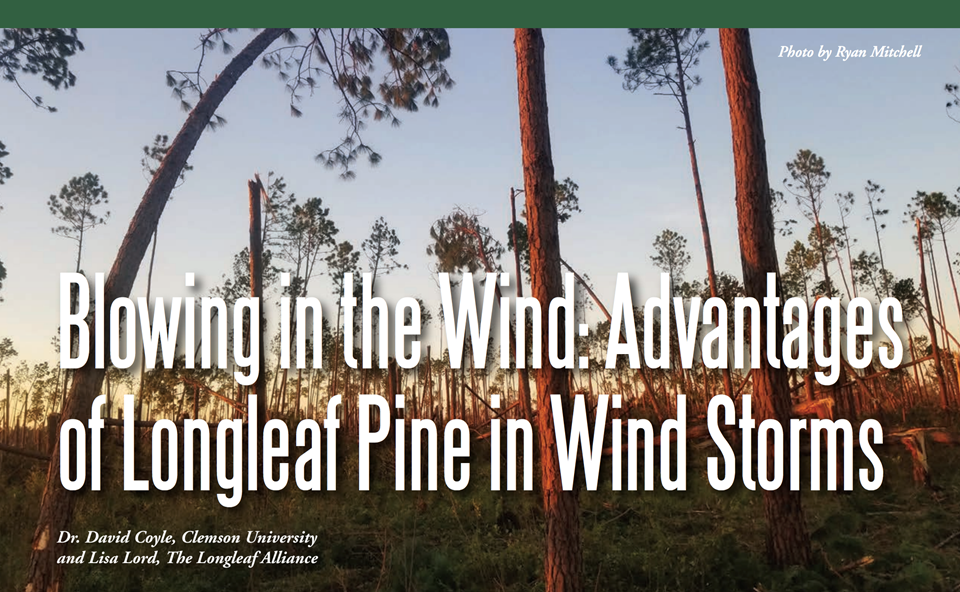Blowing in the Wind: Advantages of Longleaf Pine in Wind Storms. 