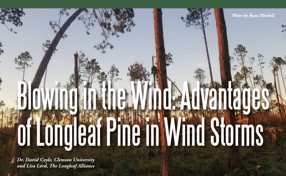 Blowing in the Wind: Advantages of Longleaf Pine in Wind Storms