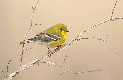 Pine Warbler by Matt Buckingham