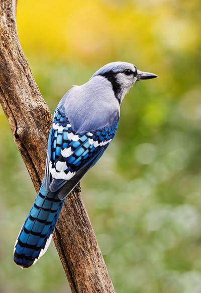 Blue Jay Neal Lewis, National Park Service