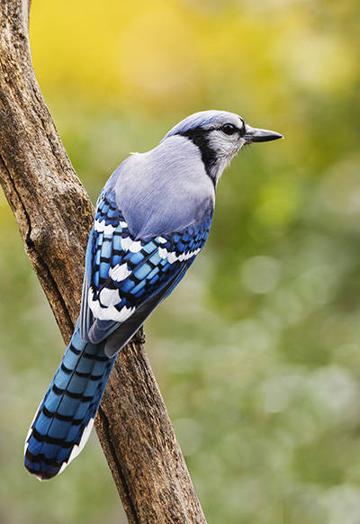 Blue Jay Neal Lewis, National Park Service