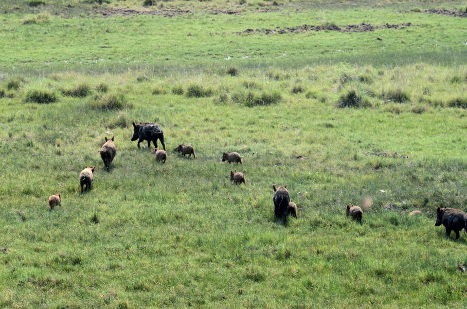 Wild pig sounder in Texas