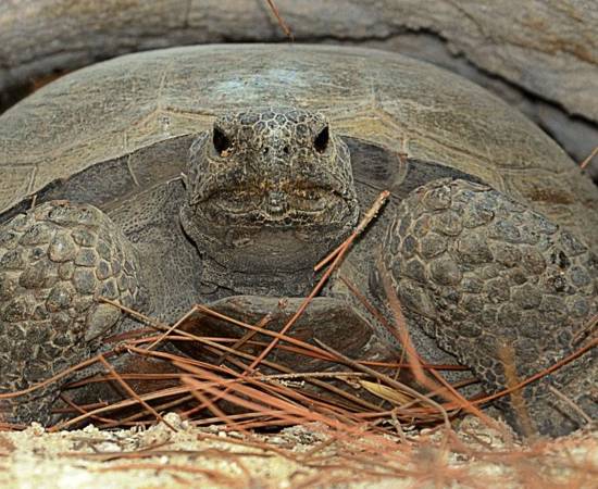 Gopher Tortoise Exiting Hole 1446X705