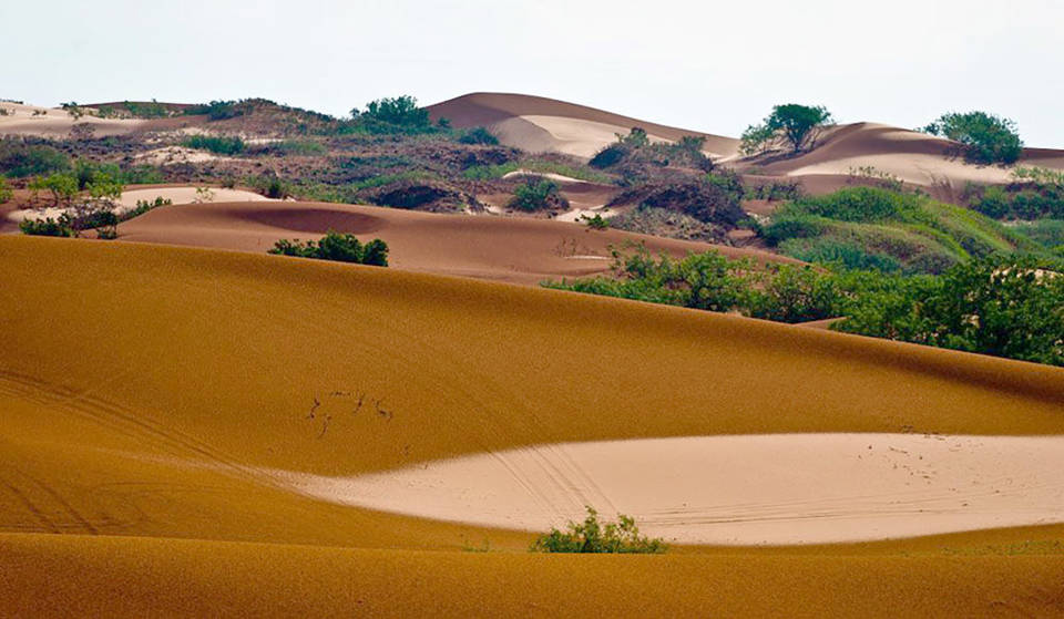 A bowl-shaped compression can be seen in the shinnery oak sand dune ecosystem after a rain. (Texas A&M AgriLife photo by Lee Fitzgerald)