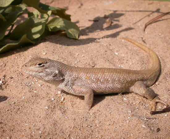 DSL Fitzgerald 768X539