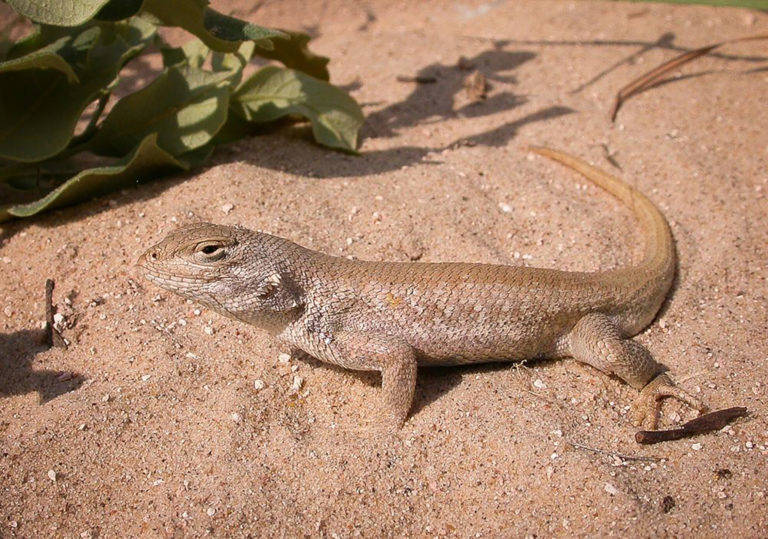 Dunes sagebrush lizard. (Texas A&M AgriLife photo by Lee Fitzgerald)