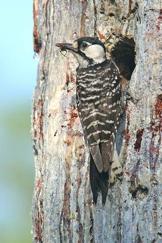 Red-cockaded Woodpecker. Photo by Michael McCloy.