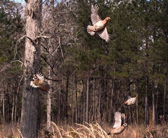 60838353 756C 4674 Aac8 B9705d2c1301