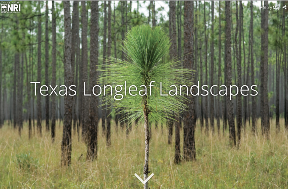 Texas Longleaf Landscapes