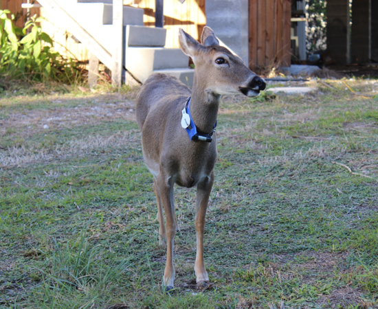 Key Deer