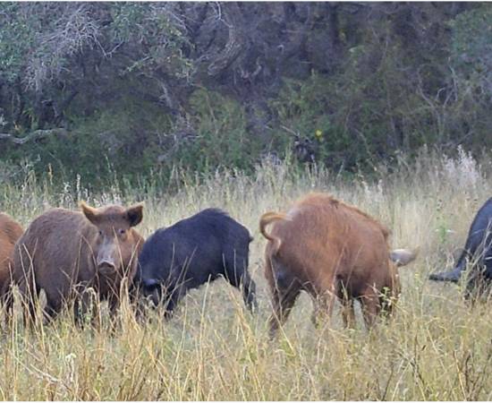 Acitvity Patterns Feral Swine