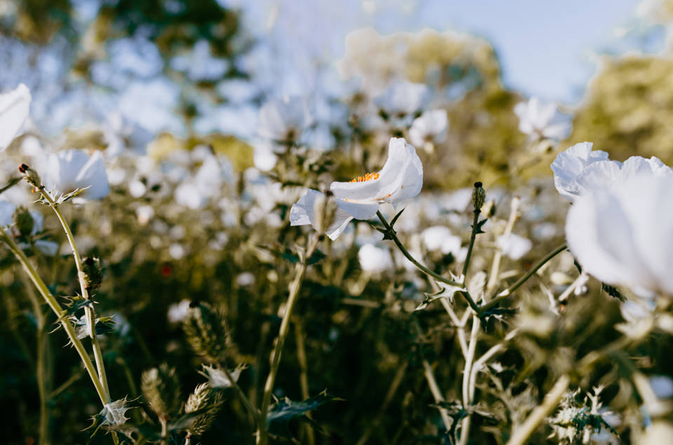 Virtual Plant ID from the M.J. Hanna Ranch