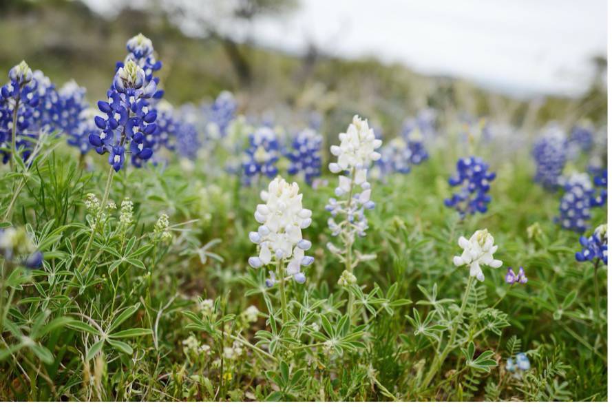 Albino Bluebonnet; photo by Brittany Wegner