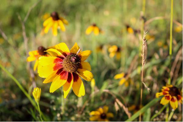 Prairie Coneflower; photo by Layne Mustian