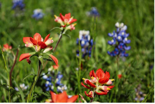 Scarlet Indian Paintbrush; photo by Layne Mustian