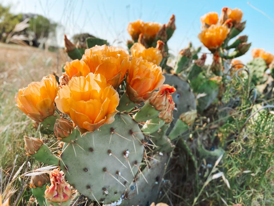 Prickly Pear Cactus; photo by Brittany Wegner