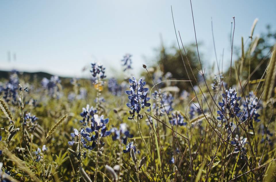Texas Bluebonnet; photo by Brittany Wegner