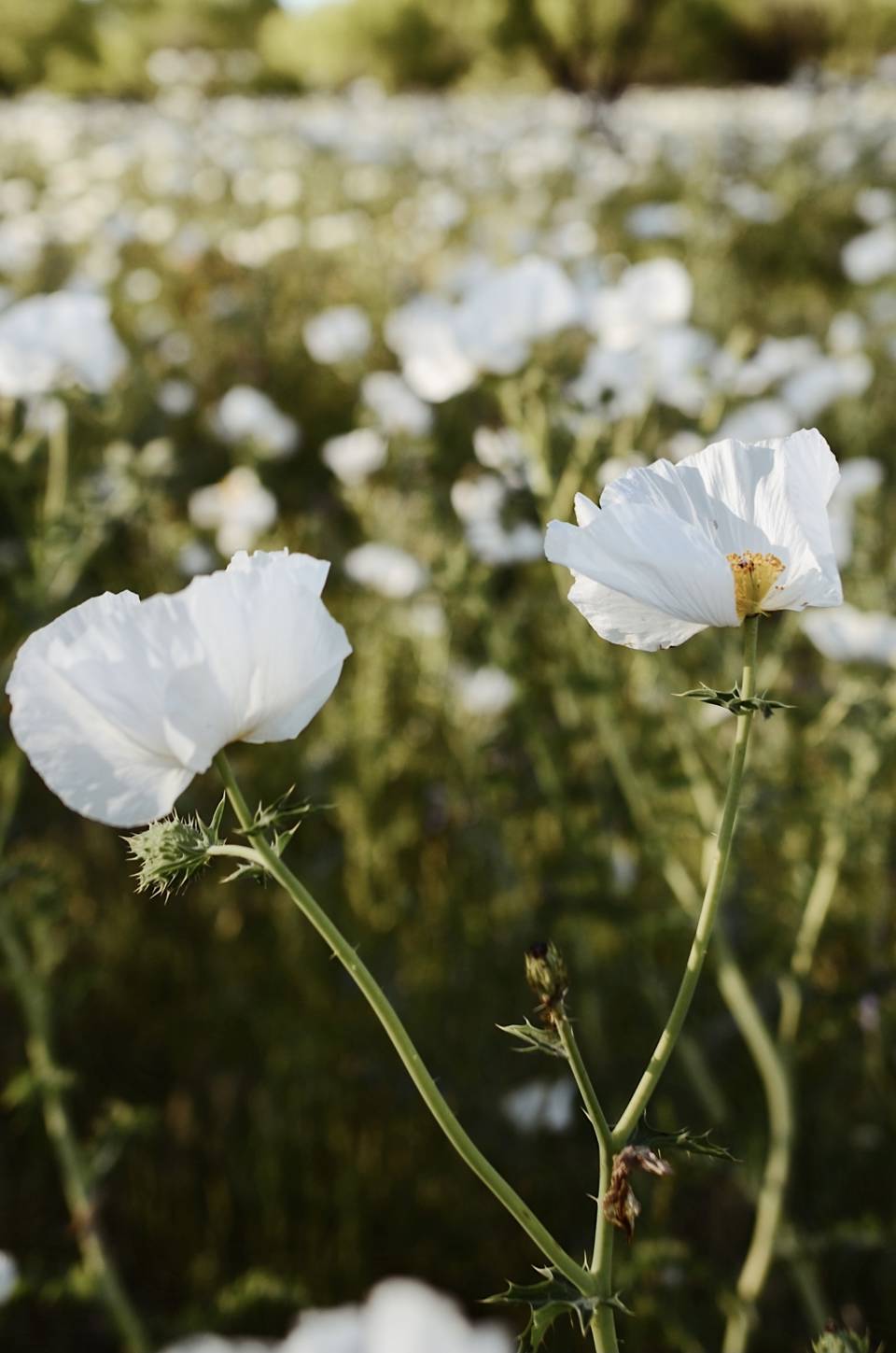 White Prickly Poppy; photo by Brittany Wegner