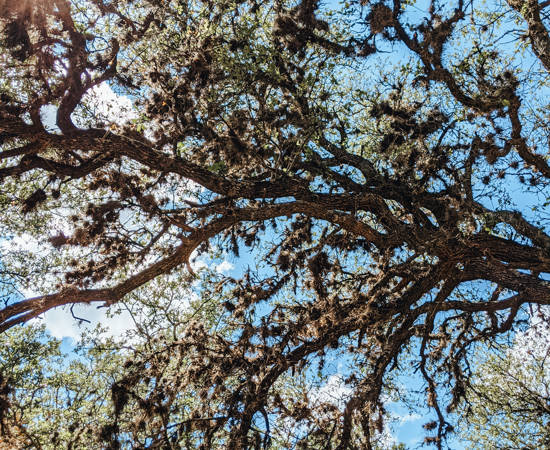 PXL 20210420 194700352 2