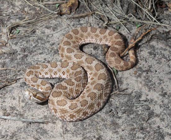 Sistrurus Tergeminus USA Texas Wheeler 2019 (2)