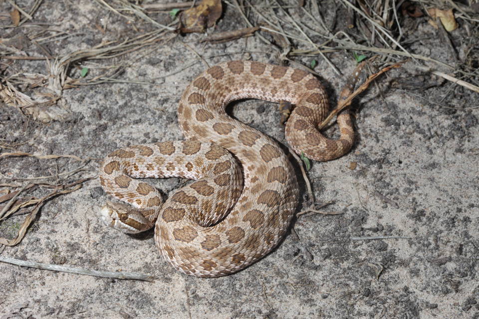 A western massasauga. (NRI photo by Toby Hibbitts, Ph.D.)