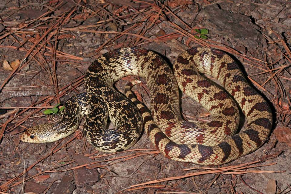 A Louisiana pinesnake. (NRI photo by Toby Hibbitts, Ph.D.)