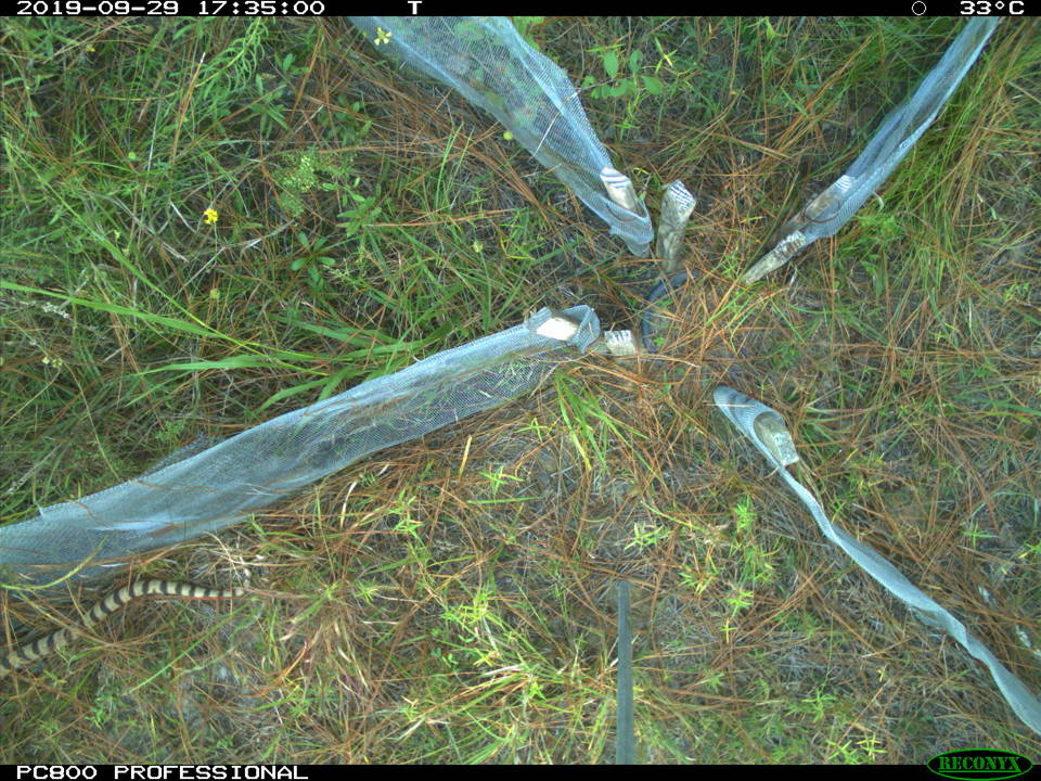 One of the tens of thousands of images captured by camera traps. In this image, you can see the departing tail of a Louisiana pinesnake. (NRI/U.S. Forest Service photo)