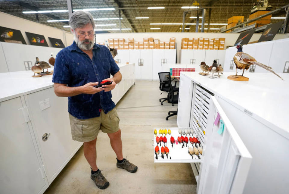 Gary Voelker, Ph.D., shows a Crimson-breasted shrike taken from a tray holding various African shrike species at the Biodiversity Research and Teaching Collections building. (Texas A&M AgriLife photo by Laura McKenzie)