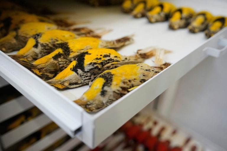 A tray of Eastern Meadowlarks in the Texas A&M Collection of Birds. (Texas A&M AgriLife photo by Laura McKenzie)