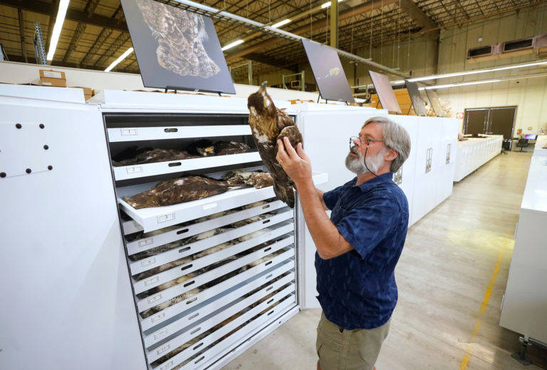 Gary Voelker, Ph.D., with a Golden Eagle specimen at the Biodiversity Research and Teaching Collections building. (Texas A&M AgriLife photo by Laura McKenzie)