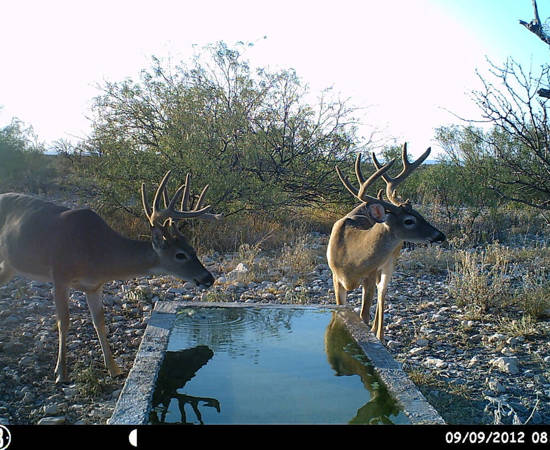 Game Cam Photo 16