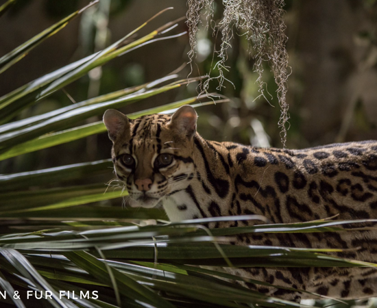 Recoveringocelot Fandf 2