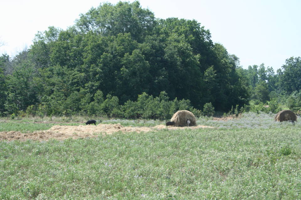 Agricultural damage by wild pigs in Chocolate Bayou