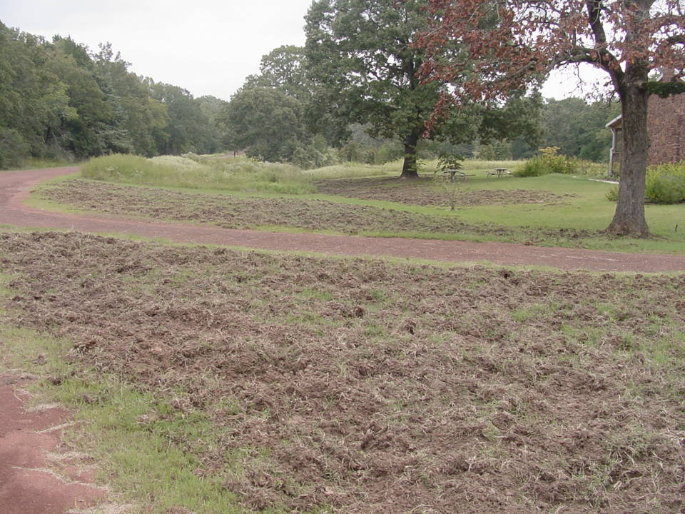 Wild pig damage from rooting