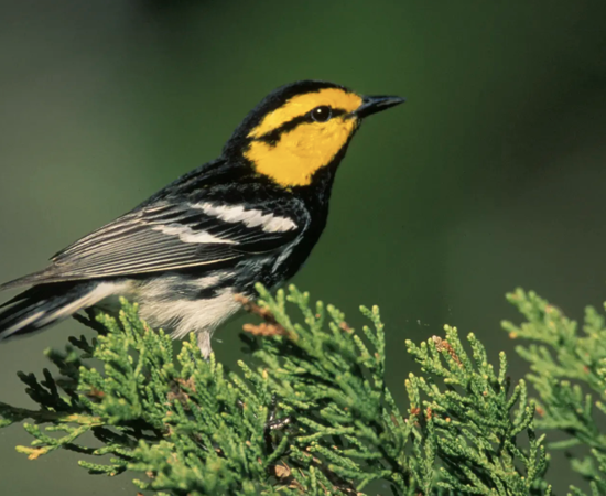 Screen Shot 2022 01 31 At 9.43.59 PM