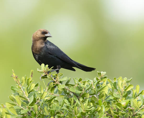 Brown Headed Cowbird Mick Thompson