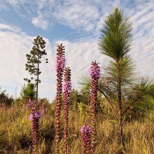 Llr Blazing Star Liatris On Longleaf Pine Regeneration Area 1 Rob Billings With Tamu Forest Service