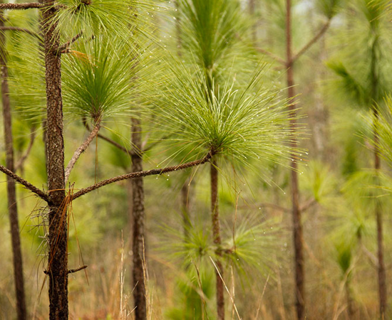 Longleaf Pine