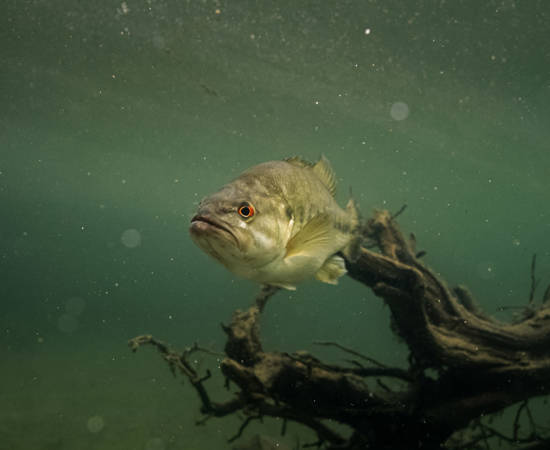Guadalupe Bass