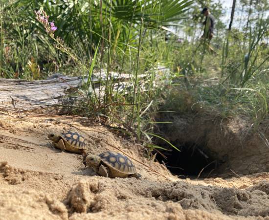 Gopher Tortoise Billy Moore