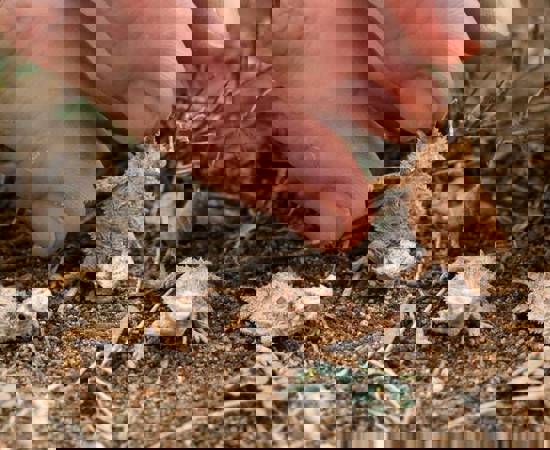 Horned Lizards David Stone Article