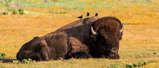 Wichita Mountains Nwr Nils Axelsen Ste Small