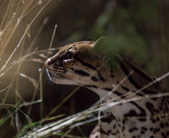 Ocelot 1