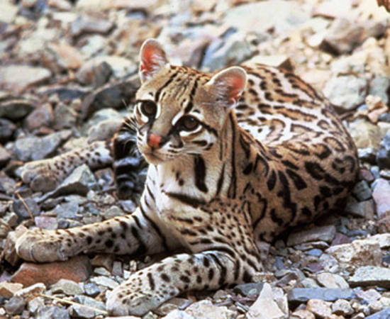 Ocelot USFWS Tom Smylie